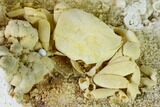 Fossil Crab (Potamon) Preserved in Travertine - Turkey #146289-4